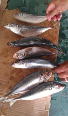 Frozen Horse Mackerel (Scomber Japonicus) Whole Round