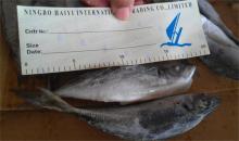 Horse Mackerel Trachurus Japonicus New Arrival