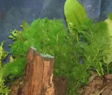  aquatic  plant food