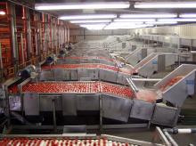 Canned tomato paste 3kgx6tins/ctn with Brix 28-30%