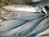 freh frozen sardine fish