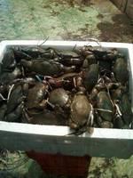 live crabs