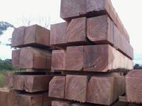 Ayous timber logs