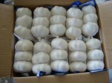 2012 crop fresh garlic for sale