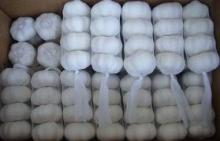 Normal white garlic