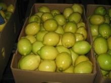  Fresh   Eureka   Lemon 