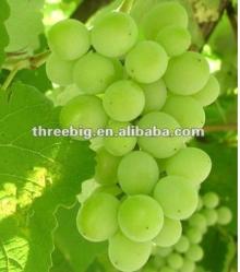 Grape Fruit Juice Powder