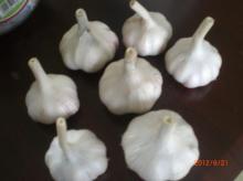 Fresh garlic