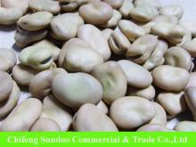 New 2015 Dry Fava  Broad   Beans , Qinghai/Gansu Origin.