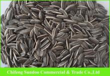 New 2015 Sunflower  Seeds , American Type 5009, Inner   Mongolia  Origin