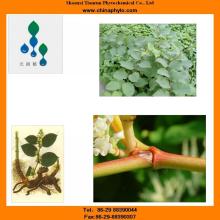 Manufacturer-polygonum cuspidatum extract-50% 98%HPLC
