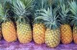 Fresh Pineeapple