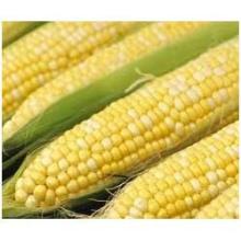  Fresh   Corn 