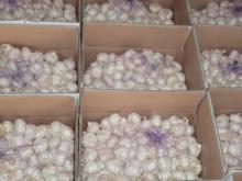 2013 new grop fresh garlic