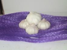 normal  white  garlic