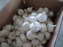  fresh   pure   garlic 
