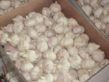 fresh new garlic