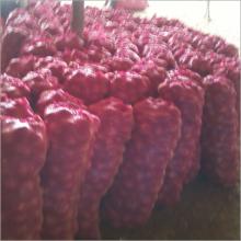 Fresh  Red   onion   new   crop 