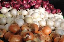 Fresh White onion