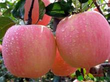 Sale of fresh apple Chinese Fuji apple