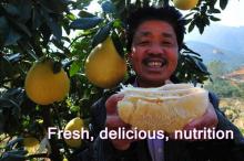 Selling fresh pomelo