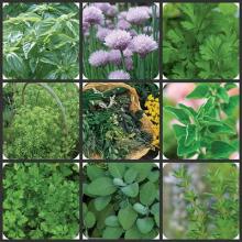  FRESH  AROMATIC HERBS