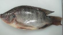 Frozen Tilapia Fish