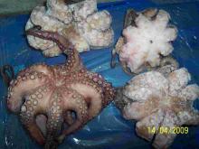 Cephalopods