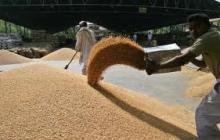  bulk   wheat 