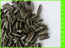 2013 Inner Mongolia Sunflower Seeds, Chinese Supplier
