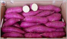 JAPANESE SWEET POTATO