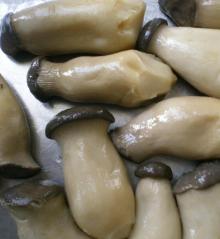 Pleurotus eryngii