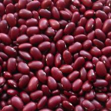 Kidney red beans for sale