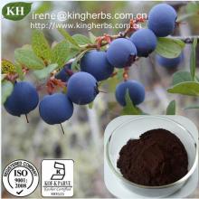 Blueberry Extract Anthocyanidin