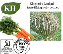 Carrot  Seed Oil Extract