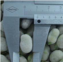 frozen baby broad beans