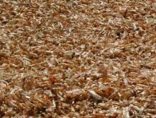  Dried   Shrimp   Shell 