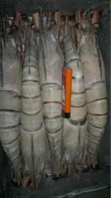 Fresh Frozen Black Tiger Shrimp