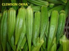 Mexican okra, Gumbo,Clemson