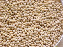 soya bean