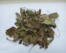 Gingko Leaf