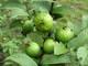 Dried Guava Fruit/Leaf