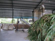 Corn silage