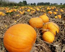 New Crop Pumpkin Seeds-Snow White