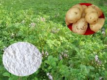 Food Grade Potato Starch