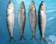 frozen sardine for fishing  bait /sardinella longiceps