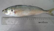 Horse mackerel/  decapterus   maruadsi 
