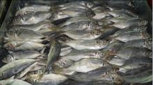 frozen jack mackerel/trachurus japonicus