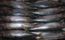 frozen pacific mackerel/scomber japonicus