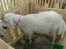  Lamb 